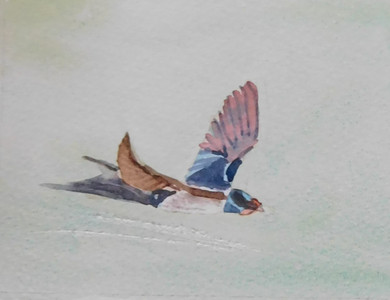 Christine C, Swallow, watercolour greeting card.jpg